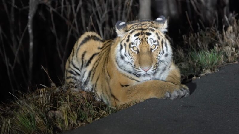 Ranger_s_Unexpected_Encounter_with_a_Siberian_Tiger_in_Jilin video poster