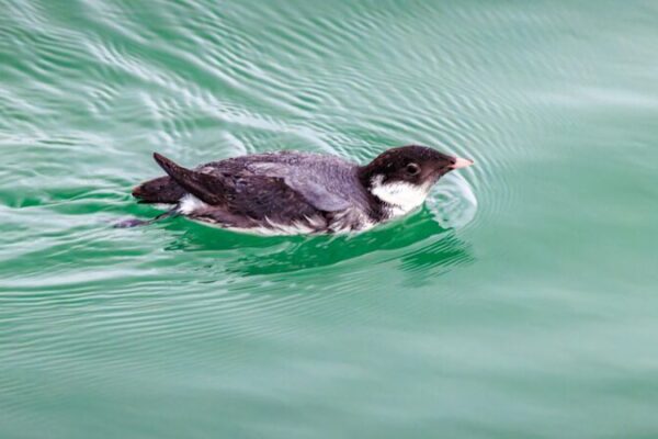 Rare Ancient Murrelet Spotted Again in Shenzhen Bay! 🐧✨ Rare_Ancient_Murrelet_Spotted_Again_in_Shenzhen_Bay____