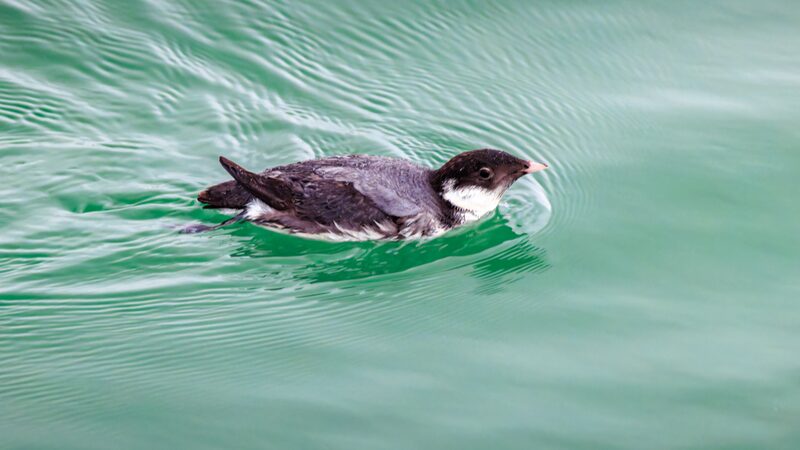 Rare_Ancient_Murrelet_Spotted_Again_in_Shenzhen_Bay____