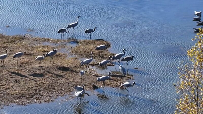 Rare_Birds_Flock_to_Yunnan_Wetlands__A_Spectacle_of_Nature_s_Winter_Migration video poster