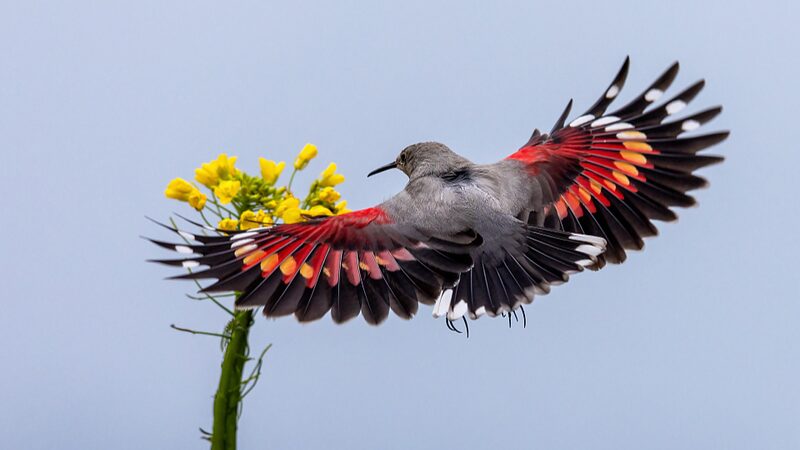 Rare_Birds_Make_a_Snowy_Comeback_on_Sichuan_s_Shenmu_Mountain - News for amigos, by amigos Rare_Birds_Make_a_Snowy_Comeback_on_Sichuan_s_Shenmu_Mountain