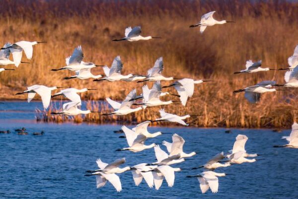 Rare Black-Faced Spoonbills Nest in Yellow River Delta for the First Time! 🕊️🌿 Rare_Black_Faced_Spoonbills_Nest_in_Yellow_River_Delta_for_the_First_Time_____