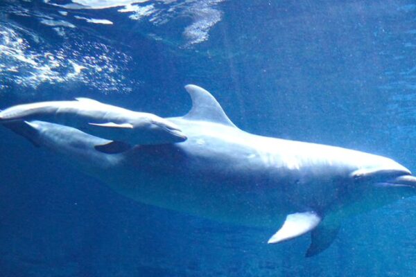 🐬 Rare Dolphin Hybrid Makes Waves at Zhengzhou Ocean Aquarium! __Rare_Dolphin_Hybrid_Makes_Waves_at_Zhengzhou_Ocean_Aquarium_