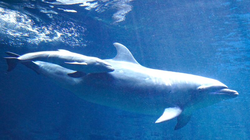 __Rare_Dolphin_Hybrid_Makes_Waves_at_Zhengzhou_Ocean_Aquarium_