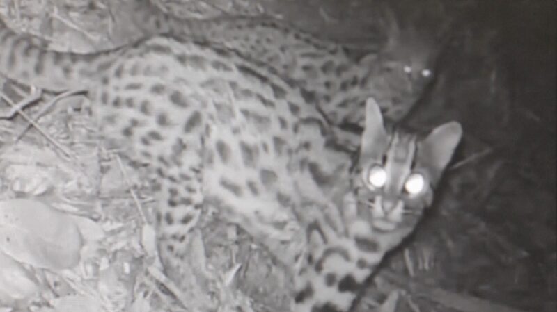 Rare_Footage_Captures_Adorable_Leopard_Cat_Family_in_East_China____poster - News for amigos, by amigos Rare_Footage_Captures_Adorable_Leopard_Cat_Family_in_East_China___ video poster