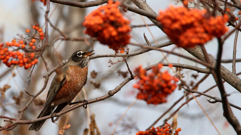 Rare_North_American_Bird_Spotted_in_Harbin__An_American_Robin_s_Unexpected_Visit___