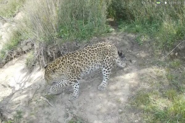 Rare North China Leopards Spotted in Shaanxi’s Zhouzhi Reserve 🌟 Rare_North_China_Leopards_Spotted_in_Shaanxi_s_Zhouzhi_Reserve__ video poster