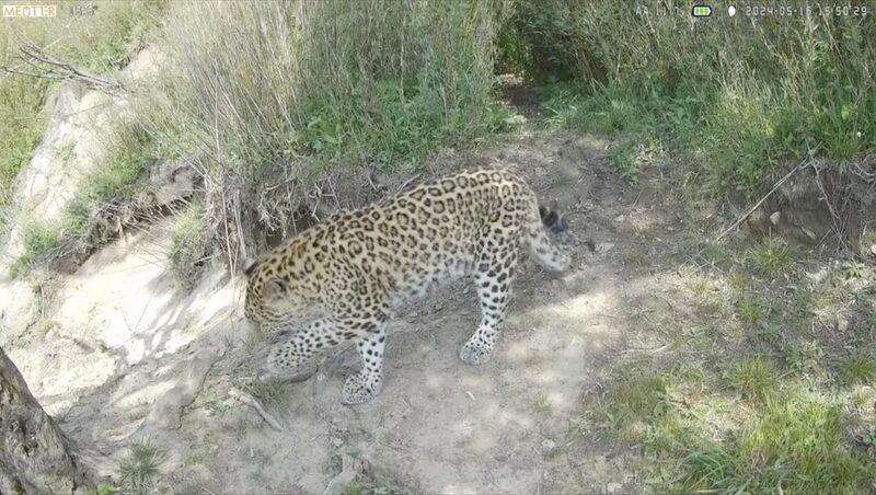 Rare_North_China_Leopards_Spotted_in_Shaanxi_s_Zhouzhi_Reserve__ video poster