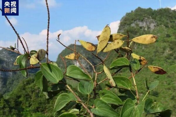 🌿 Rare Plant Rediscovered! Phanera lingyuenensis Found in China’s Guangxi Region __Rare_Plant_Rediscovered__Phanera_lingyuenensis_Found_in_China_s_Guangxi_Region