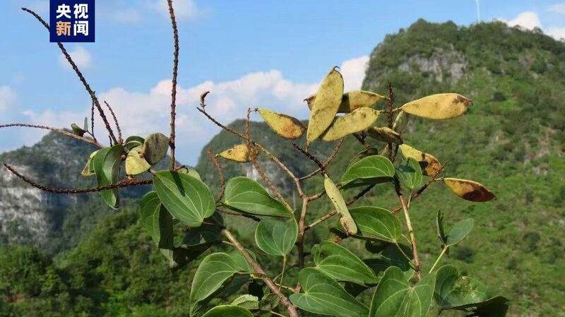 __Rare_Plant_Rediscovered__Phanera_lingyuenensis_Found_in_China_s_Guangxi_Region