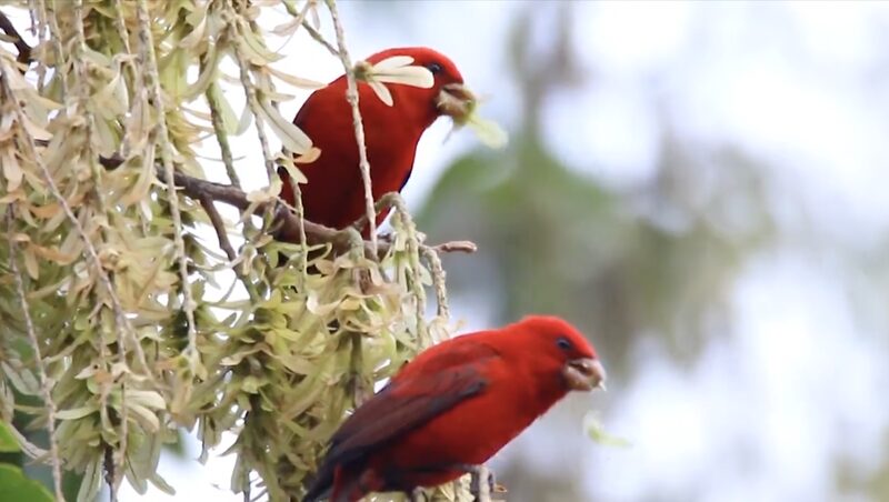 Rare_Ruby_Red_Scarlet_Finches_Make_a_Spectacular_Descent_in_China_s_Gaoligong_Mountains video poster