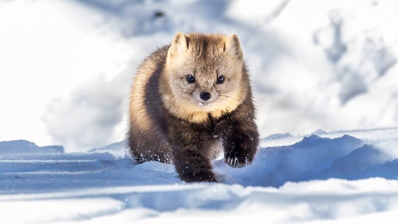 Rare_Sables_Spotted_Frolicking_in_Snowy_Northeast_China____