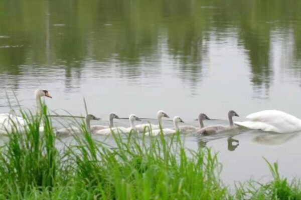 Rare Swan Family Charms Zhengzhou Locals on Jialu River 🦢✨ Rare_Swan_Family_Charms_Zhengzhou_Locals_on_Jialu_River___ video poster