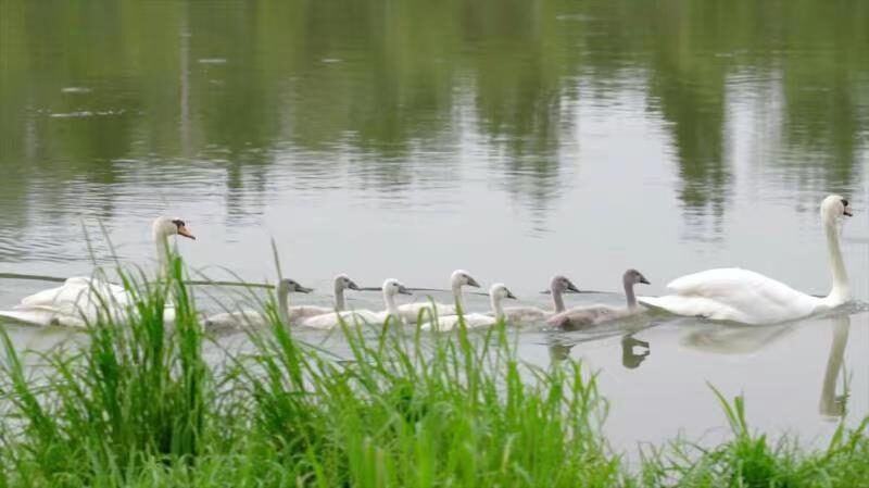 Rare_Swan_Family_Charms_Zhengzhou_Locals_on_Jialu_River____poster - News for amigos, by amigos Rare_Swan_Family_Charms_Zhengzhou_Locals_on_Jialu_River___ video poster