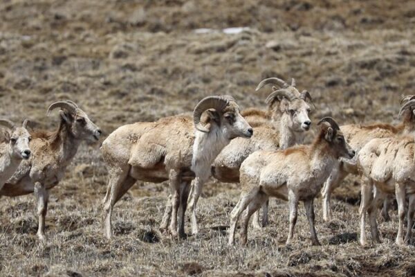 Rare Tibetan Argali Spotted Again in Sichuan’s Shiqu County 🌄 Rare_Tibetan_Argali_Spotted_Again_in_Sichuan_s_Shiqu_County__ video poster