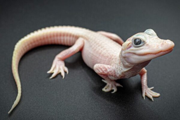 🌟 Rare White Alligator Hatches in Florida: A Bright New Star at Gatorland __Rare_White_Alligator_Hatches_in_Florida__A_Bright_New_Star_at_Gatorland