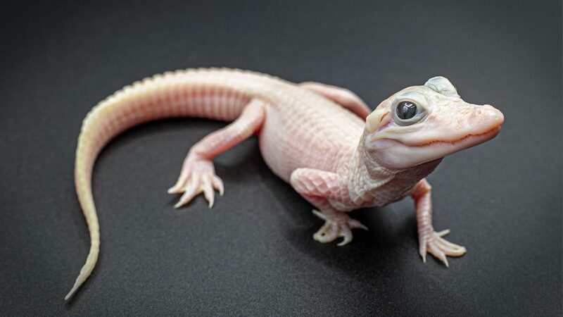 Rare_White_Alligator_Hatches_in_Florida__A_Bright_New_Star_at_Gatorland - News for amigos, by amigos __Rare_White_Alligator_Hatches_in_Florida__A_Bright_New_Star_at_Gatorland