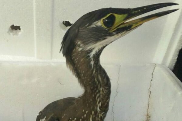 Rare White-Eared Night Heron Returns to Yunnan’s Ailao Mountains for 4th Year 🐦🌄 Rare_White_Eared_Night_Heron_Returns_to_Yunnan_s_Ailao_Mountains_for_4th_Year___