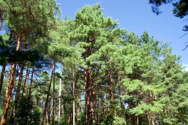 Rare ‘Beauty Pine’ Trees Thrive in Jilin’s Changbai Mountains 🌲 Rare__Beauty_Pine__Trees_Thrive_in_Jilin_s_Changbai_Mountains__