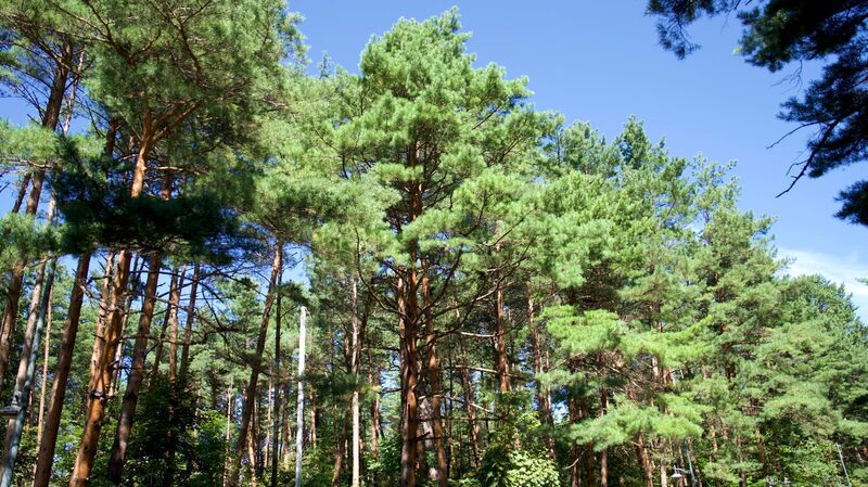 Rare__Beauty_Pine__Trees_Thrive_in_Jilin_s_Changbai_Mountains__