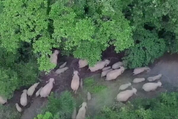 🐘 Record-Breaking Elephant Parade Stuns Yunnan! __Record_Breaking_Elephant_Parade_Stuns_Yunnan_ video poster
