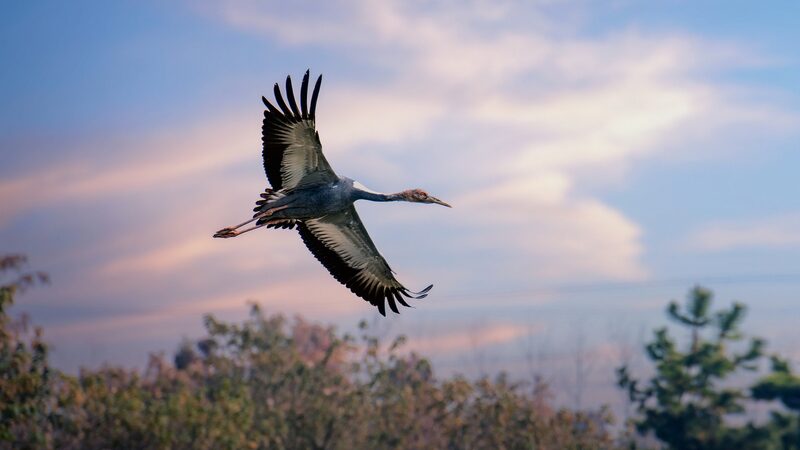 Record_Breaking_Flock_of_Rare_Cranes_Arrives_in_Hebei_Wetlands___
