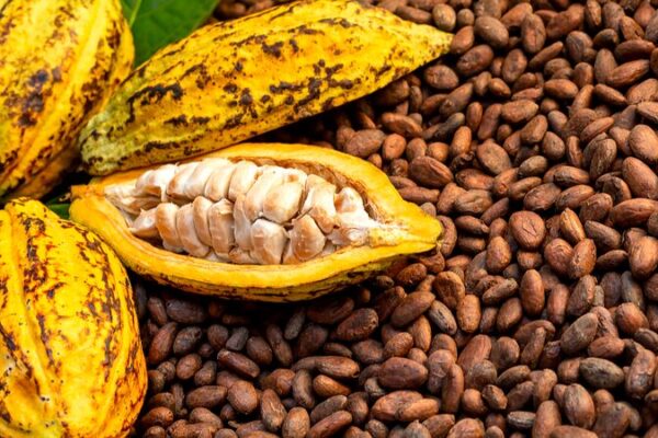 Record Heat Threatens Cocoa Beans in Côte d’Ivoire 🌞🍫 Record_Heat_Threatens_Cocoa_Beans_in_Co_te_d_Ivoire___