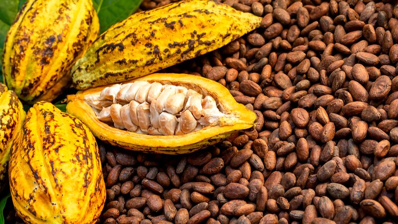 Record_Heat_Threatens_Cocoa_Beans_in_Co_te_d_Ivoire___ - News for amigos, by amigos Record_Heat_Threatens_Cocoa_Beans_in_Co_te_d_Ivoire___