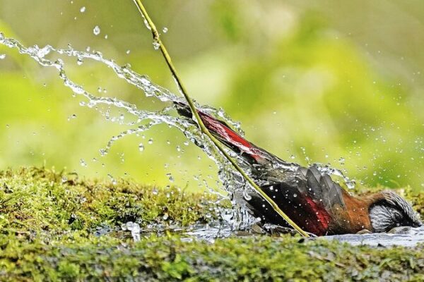 Red-winged Laughingthrush Enjoys Bath Time in Sichuan’s Laojun Mountain 🌿🐦 Red_winged_Laughingthrush_Enjoys_Bath_Time_in_Sichuan_s_Laojun_Mountain___