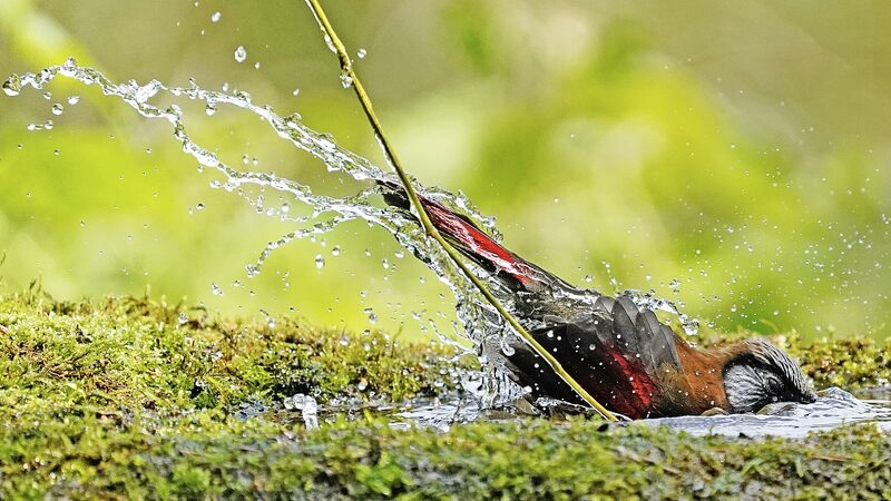 Red_winged_Laughingthrush_Enjoys_Bath_Time_in_Sichuan_s_Laojun_Mountain___