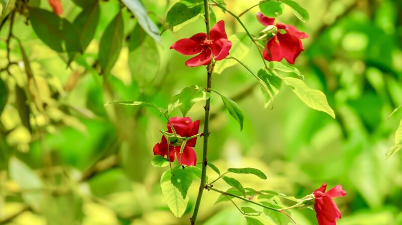 Rediscovering_Rosa_Lucidissima__Rare_Wild_Rose_Unearthed_in_Guizhou_s_Forests - News for amigos, by amigos __Rediscovering_Rosa_Lucidissima__Rare_Wild_Rose_Unearthed_in_Guizhou_s_Forests