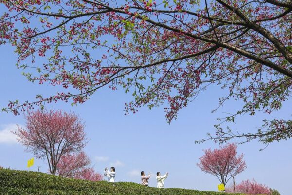 Rediscovering Spring: China’s Most Enchanting Blossoms Await 🌸 Rediscovering_Spring__China_s_Most_Enchanting_Blossoms_Await__ video poster