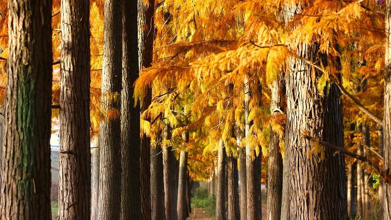 Redwoods_Paint_Hubei_s_Yunshui_Wetland_Park_in_Vibrant_Hues__