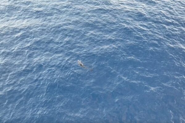 Rescued Whale ‘Haitang’ Returns to Sea After 140 Days of Care in Sanya 🌊🐋 Rescued_Whale__Haitang__Returns_to_Sea_After_140_Days_of_Care_in_Sanya___ video poster