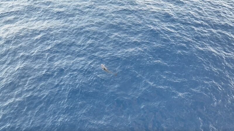 Rescued_Whale__Haitang__Returns_to_Sea_After_140_Days_of_Care_in_Sanya____poster - News for amigos, by amigos Rescued_Whale__Haitang__Returns_to_Sea_After_140_Days_of_Care_in_Sanya___ video poster