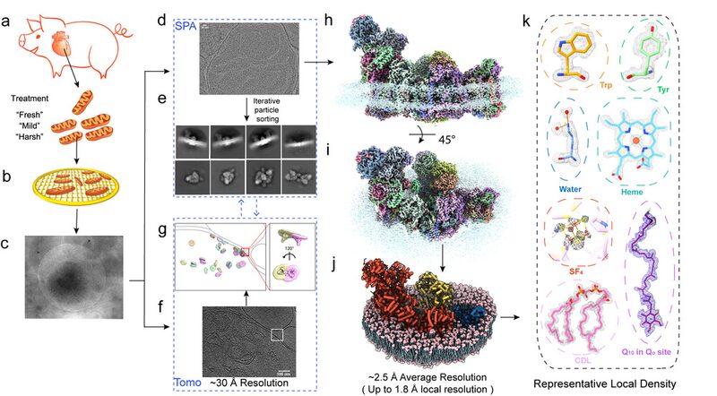 Researchers_Snap_Super_Clear_Pics_of_Mitochondrial_Proteins___ - News for amigos, by amigos Researchers_Snap_Super_Clear_Pics_of_Mitochondrial_Proteins___