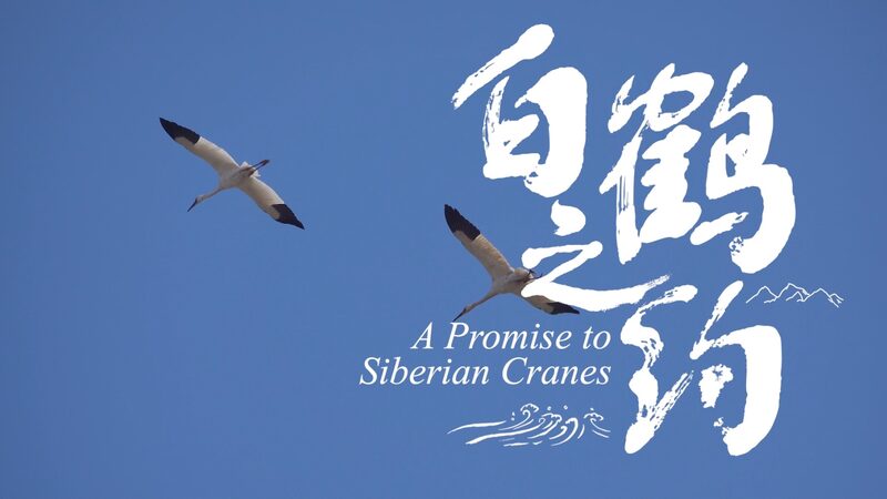 Reunited_at_Last__Ornithologist_s_Tearful_Meeting_with_Rescued_Siberian_Crane_poster - News for amigos, by amigos ___Reunited_at_Last__Ornithologist_s_Tearful_Meeting_with_Rescued_Siberian_Crane video poster
