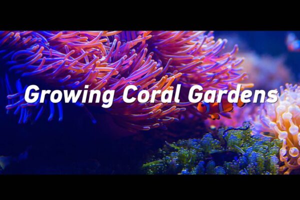 Reviving Coral Reefs: Chinese Scientists Nurture Underwater Gardens in the South China Sea Reviving_Coral_Reefs__Chinese_Scientists_Nurture_Underwater_Gardens_in_the_South_China_Sea video poster