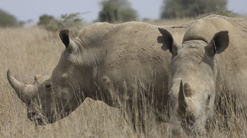 Rhino_Numbers_Up___But_So_Is_Poaching_What_s_Going_On_ - News for amigos, by amigos Rhino_Numbers_Up___But_So_Is_Poaching_What_s_Going_On_