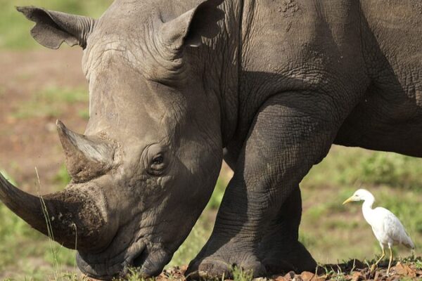 🐾 Rhinos Return! Kenya’s Epic Rhino Relocation Brings Hope 🦏 __Rhinos_Return__Kenya_s_Epic_Rhino_Relocation_Brings_Hope__