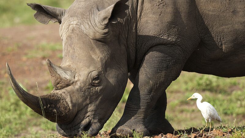Rhinos_Return__Kenya_s_Epic_Rhino_Relocation_Brings_Hope__ - News for amigos, by amigos __Rhinos_Return__Kenya_s_Epic_Rhino_Relocation_Brings_Hope__