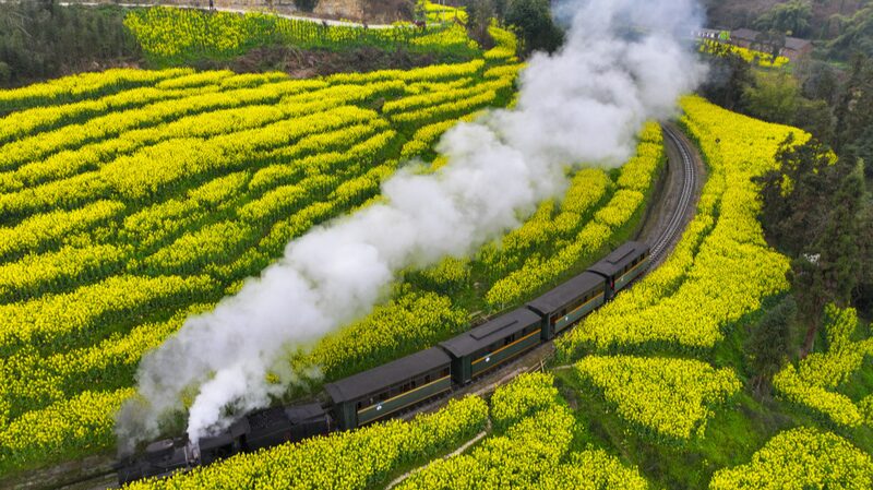 Ride_Through_Golden_Seas__Leshan_s_Steam_Train_and_Blooming_Rapeseed_Fields - News for amigos, by amigos Ride_Through_Golden_Seas__Leshan_s_Steam_Train_and_Blooming_Rapeseed_Fields