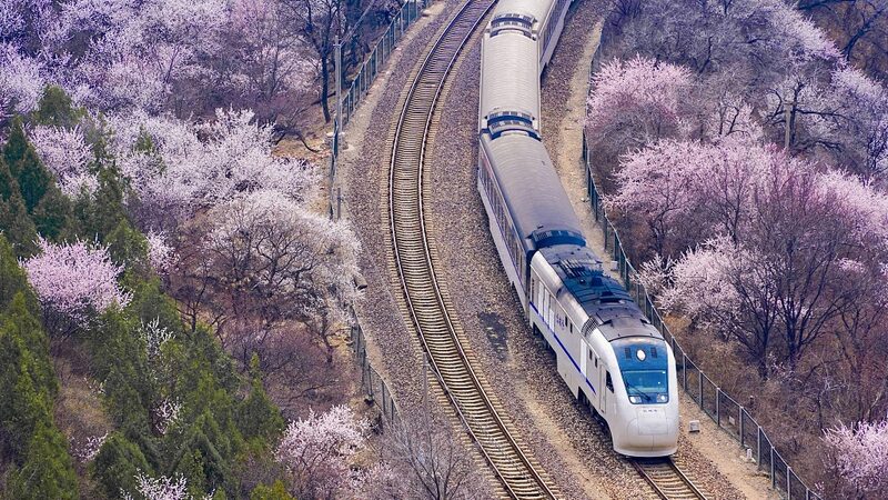 Ride_the__Train_to_Spring___Discover_China_s_Blossoming_Rail_Journeys___ - News for amigos, by amigos Ride_the__Train_to_Spring___Discover_China_s_Blossoming_Rail_Journeys___