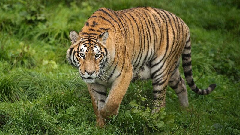 Roar_of_Revival__Amur_Tigers_and_Leopards_Thrive_in_Northeast_China_s_National_Park
