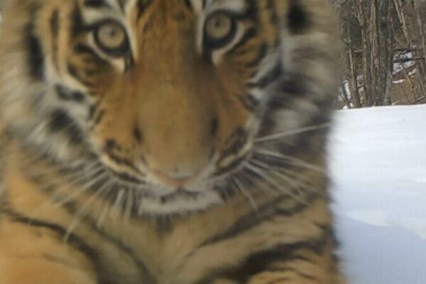 Roaring Comeback: Wild Tigers and Leopards Thrive in Northeast China 🐯🐆 Roaring_Comeback__Wild_Tigers_and_Leopards_Thrive_in_Northeast_China___