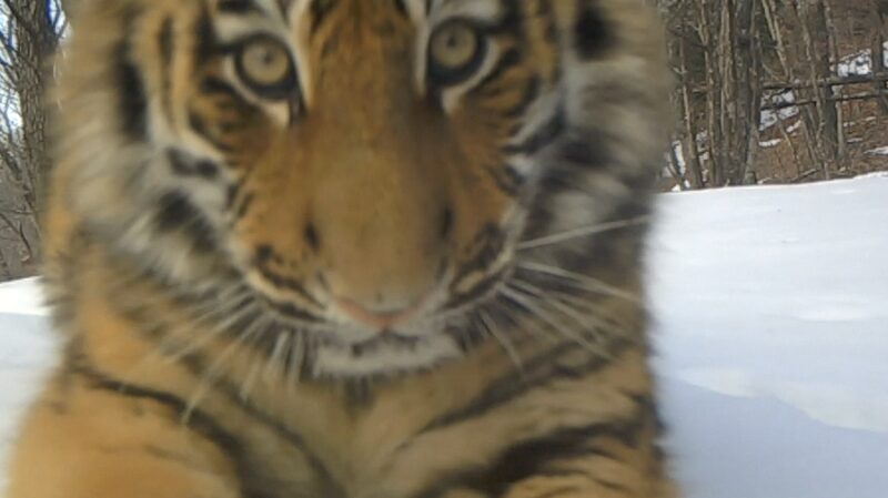 Roaring_Comeback__Wild_Tigers_and_Leopards_Thrive_in_Northeast_China___ - News for amigos, by amigos Roaring_Comeback__Wild_Tigers_and_Leopards_Thrive_in_Northeast_China___