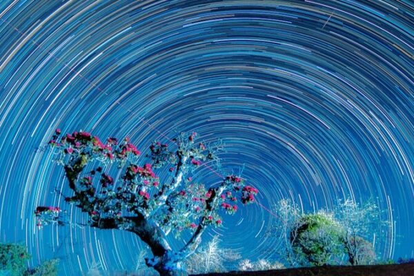 Romantic Nights: Azaleas and Star Trails Light Up Shizhu Village 🌸✨ Romantic_Nights__Azaleas_and_Star_Trails_Light_Up_Shizhu_Village___