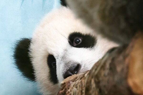 Russia Celebrates First Giant Panda Cub Katyusha’s Public Debut 🐼 Russia_Celebrates_First_Giant_Panda_Cub_Katyusha_s_Public_Debut__
