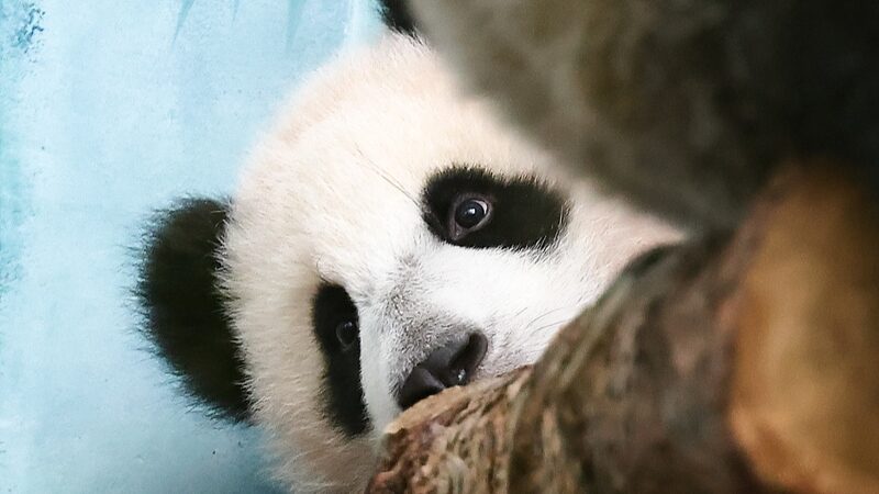 Russia_Celebrates_First_Giant_Panda_Cub_Katyusha_s_Public_Debut__