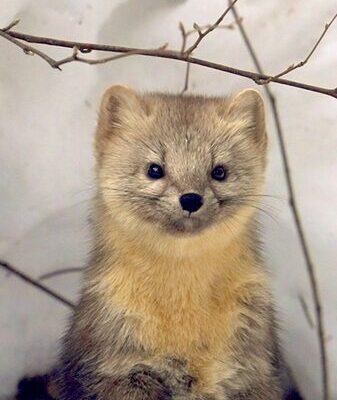 🐾 Sable Surprise: Friendly Furballs Visit Changbai Mountain Daily __Sable_Surprise__Friendly_Furballs_Visit_Changbai_Mountain_Daily video poster